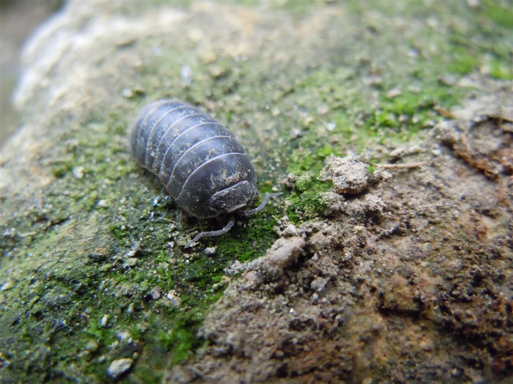 Armadillidium?